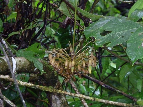 Mucuna holtonii image