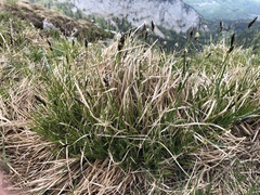 Carex sempervirens