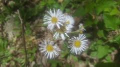 Erigeron pulchellus