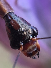 Raphidiidae