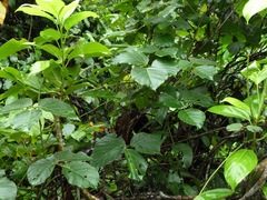 Mucuna holtonii