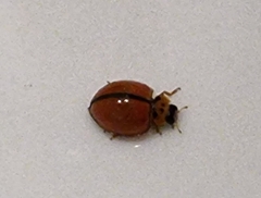 Micraspis discolor