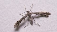 Singularia alternaria