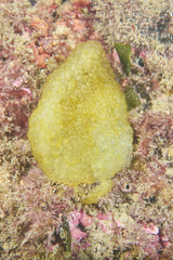 Pseudodistoma crucigaster