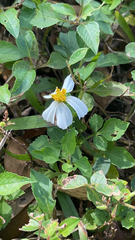 Bidens alba