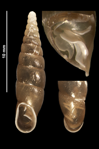 pallid door snail