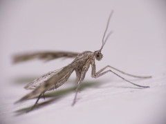 Singularia alternaria