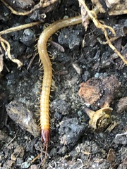 Dicellophilus limatus