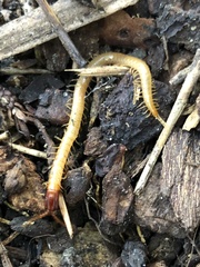 Dicellophilus limatus