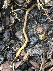 Dicellophilus limatus