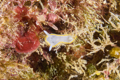 Diaphorodoris alba