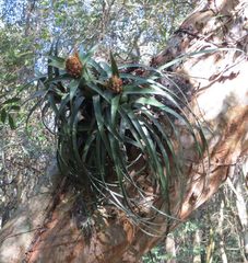 Aechmea recurvata