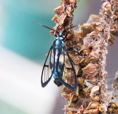 Syntrichura virens
