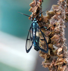 Syntrichura virens