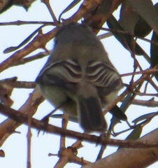 Serpophaga subcristata