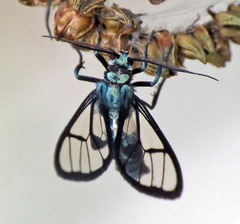 Syntrichura virens
