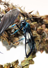 Syntrichura virens