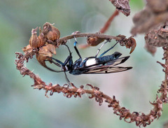 Syntrichura virens