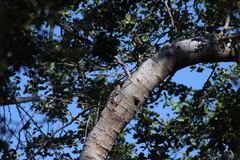 Melanerpes uropygialis