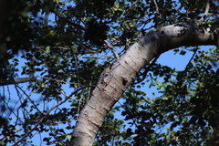 Melanerpes uropygialis