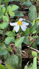 Bidens alba