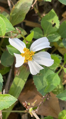 Bidens alba