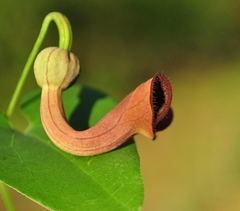 Aristolochia baetica