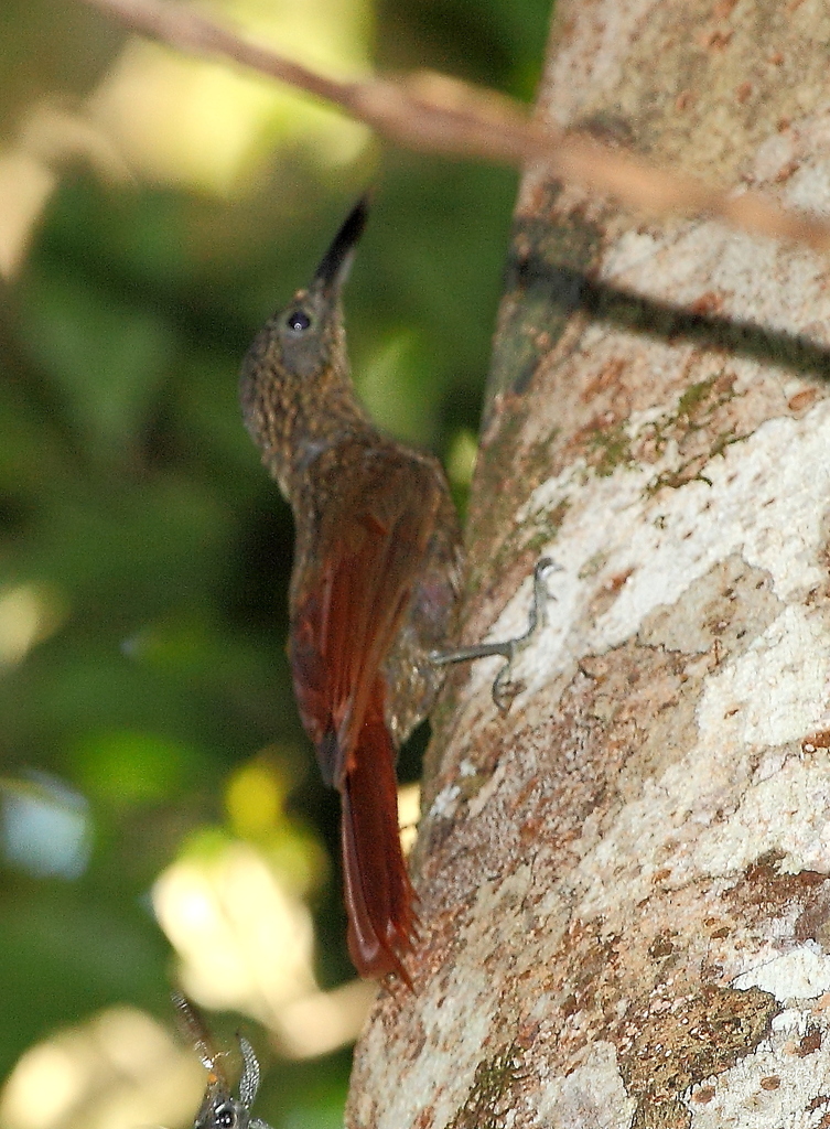 Chestnut-rumped Woodcreeper photo