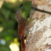 Chestnut-rumped Woodcreeper - Photo (c) Hector Bottai, some rights reserved (CC BY-SA)