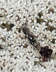 Hylaeus nigritus