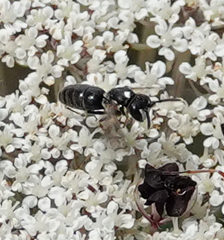 Hylaeus nigritus