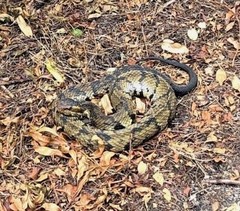 Agkistrodon piscivorus