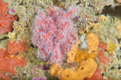 Corallium rubrum