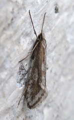 Deuterotinea casanella
