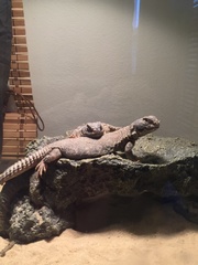 Uromastyx