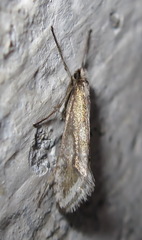 Deuterotinea casanella