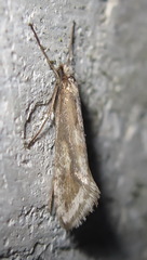 Deuterotinea casanella