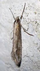 Deuterotinea casanella