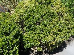 Buxus
