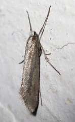 Deuterotinea casanella