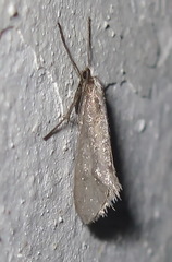 Deuterotinea casanella