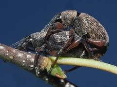 Dodecastichus geniculatus