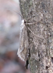 Deuterotinea casanella