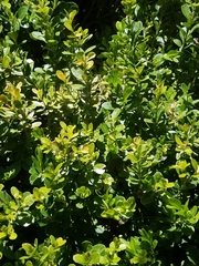 Buxus microphylla