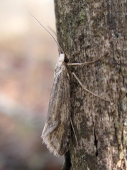 Deuterotinea casanella