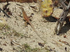 Pholidoscelis chrysolaemus