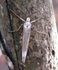 Deuterotinea casanella