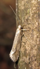 Deuterotinea casanella