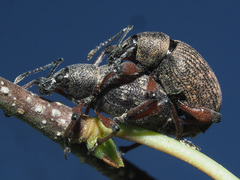 Dodecastichus geniculatus