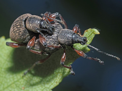 Dodecastichus geniculatus